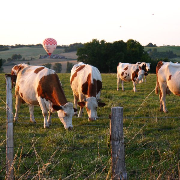 montgolfière en meeting, des vaches bien sympathiques